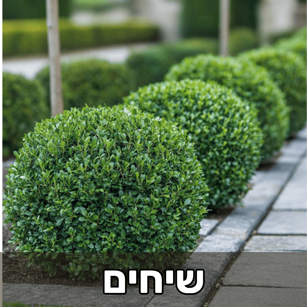 צמחים שיחיים