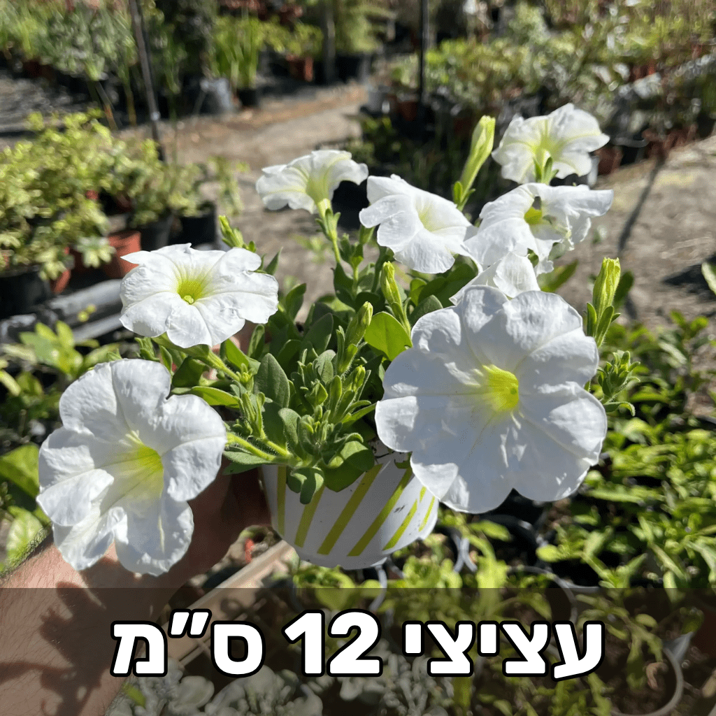 פטוניות לבנות פורחות בעציץ קטן במשתלה, עם הכיתוב עציצי 12 ס״מ
