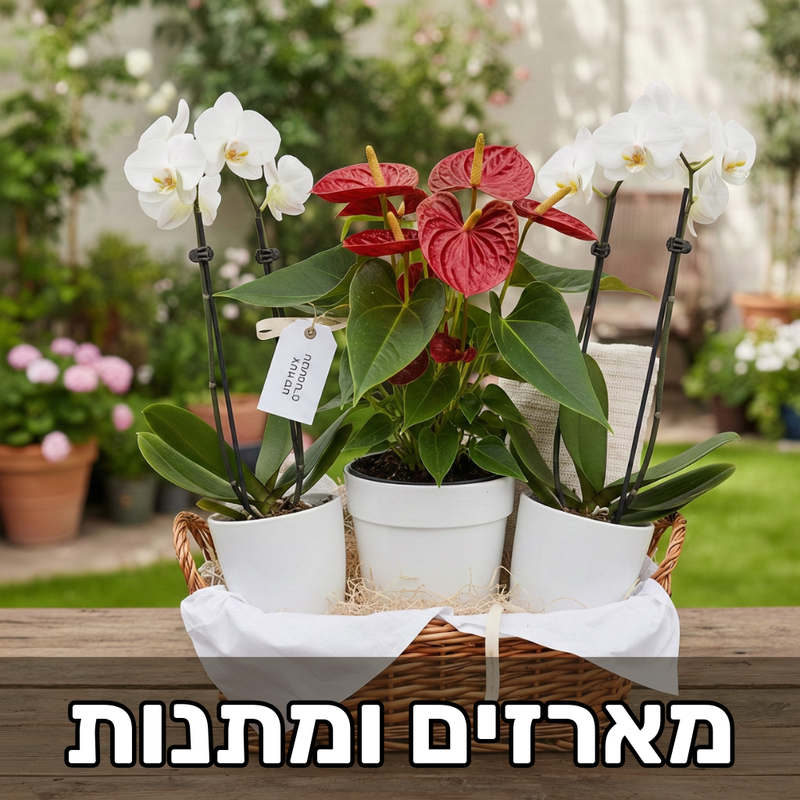 מארזים ומתנות