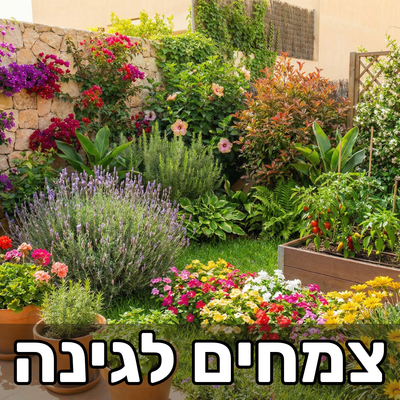צמחים לגינה