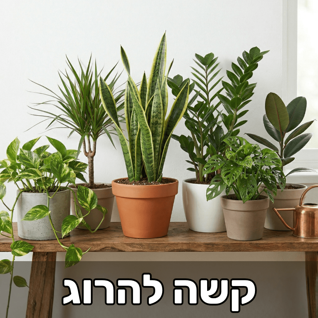 צמחים חזקים לבית כמו סנסיווריה זמיה קוקוס פוטוס דרצנה פיקוס ומונסטרה מאנקי 