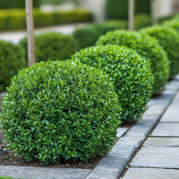 צמחים שיחיים