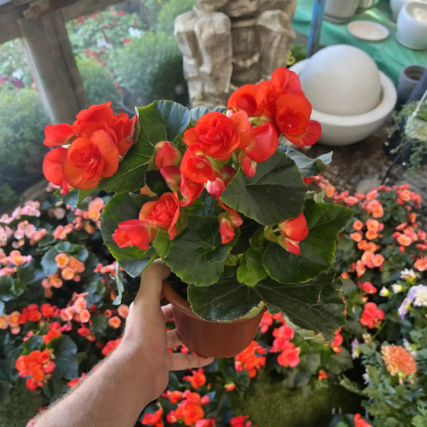 צמחים פורחים לבית