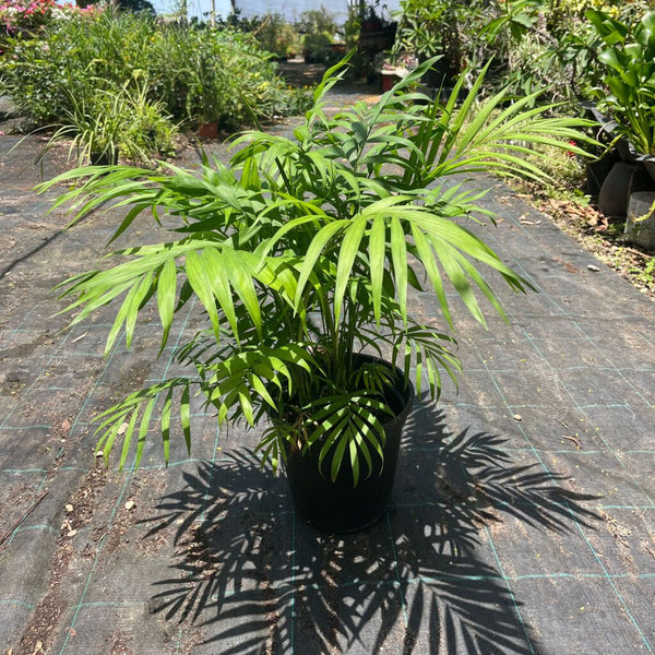 צמחים גבוהים