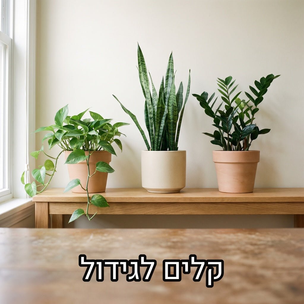 פוטוס, סנסיווריה וזמיה קוקוס בעציצים פשוטים על מדף עץ בהיר מול קיר שמנת, עם הכיתוב קלים לגידול