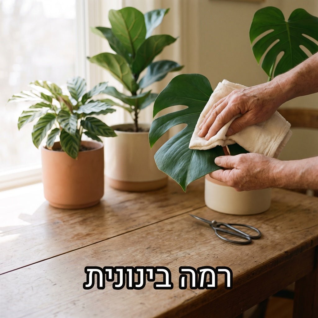 ידיים מנגבות עלה מונסטרה במטלית לצד קלתיאה ופיקוס כינורי ומספריים על שולחן עץ, עם הכיתוב רמה בינונית