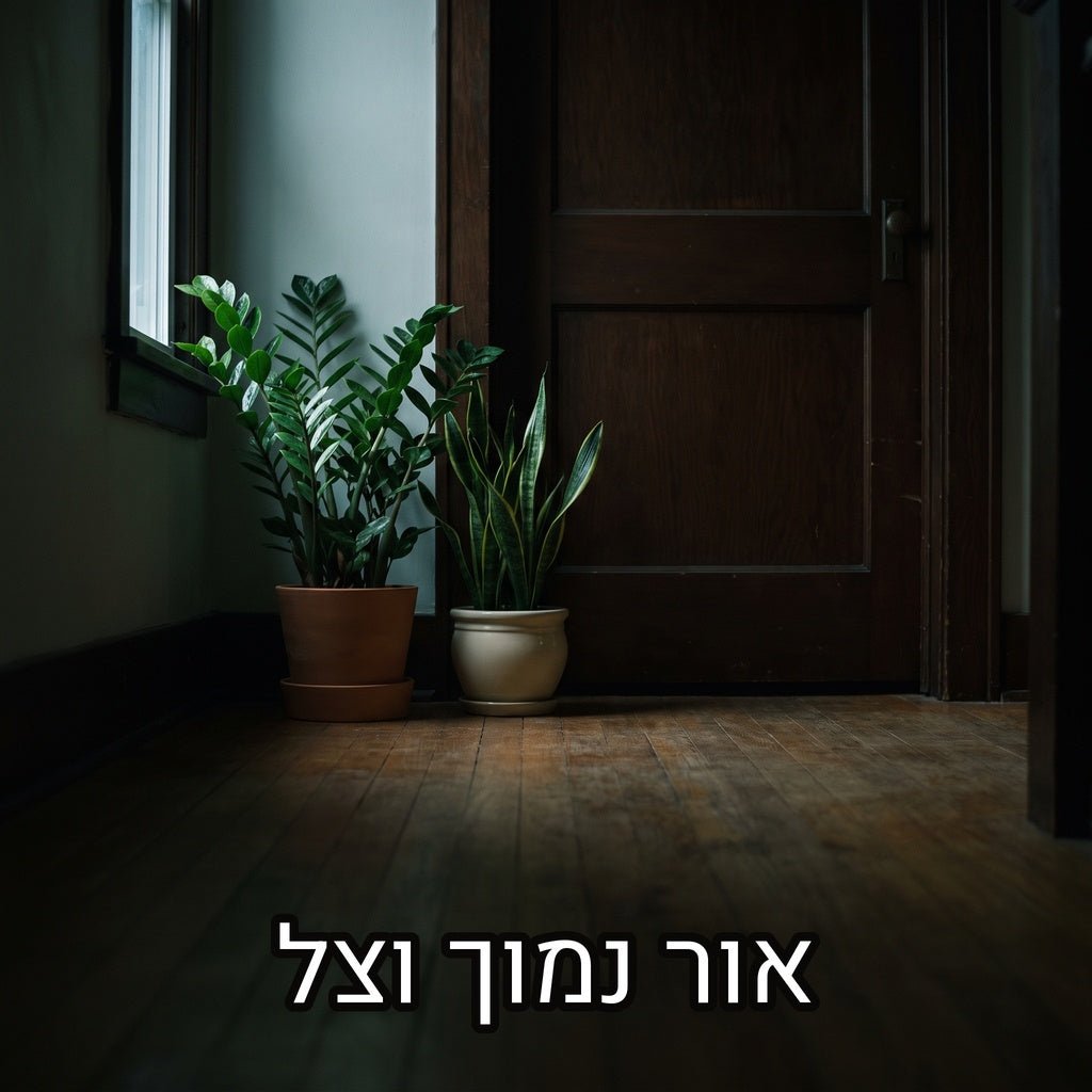 זמיה קוקוס וסנסיווריה בעציצים בפינת מסדרון מוצלת עם מעט אור טבעי, עם הכיתוב אור נמוך וצל