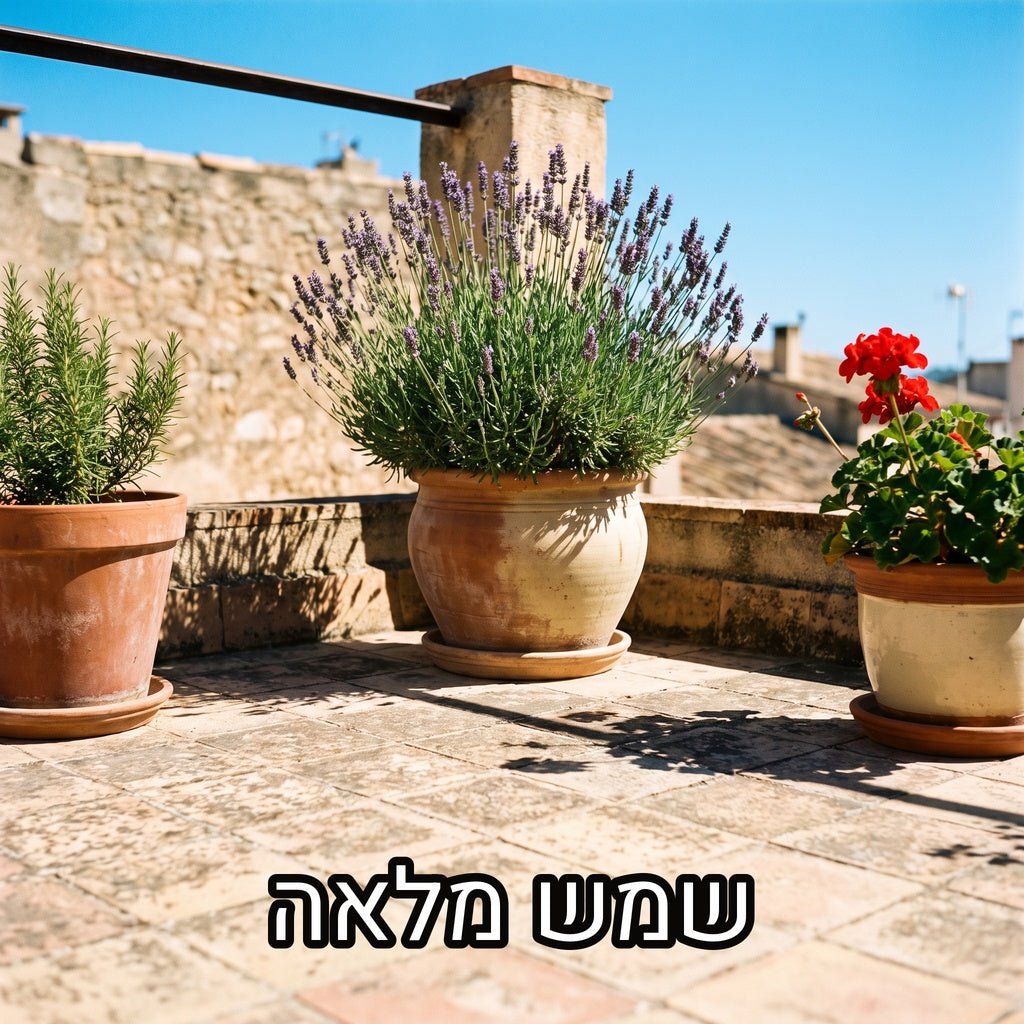 לבנדר, רוזמרין וגרניום פורח בעציצי טרקוטה על מרפסת מרוצפת בשמש חזקה, עם הכיתוב שמש מלאה