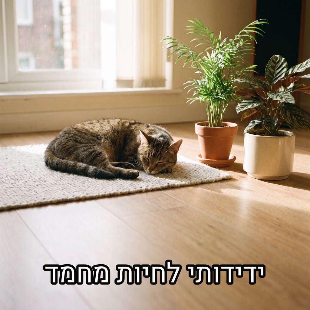 חתול טאבי שוכב על שטיח בסלון מואר לצד דקל חמדוריאה וקלתיאה בעציצים, עם הכיתוב ידידותי לחיות מחמד