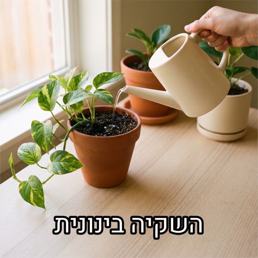 יד מוזגת מים ממזלף שמנת לפוטוס בעציץ טרקוטה על שולחן עץ בהיר, עם הכיתוב השקיה בינונית