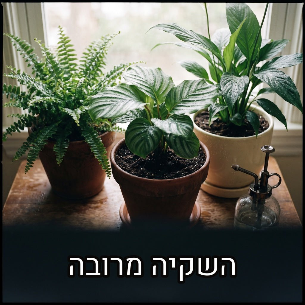 שרך, קלתיאה ושושן שלום בעציצים עם טיפות מים על העלים ומרסס לצידם, עם הכיתוב השקיה מרובה