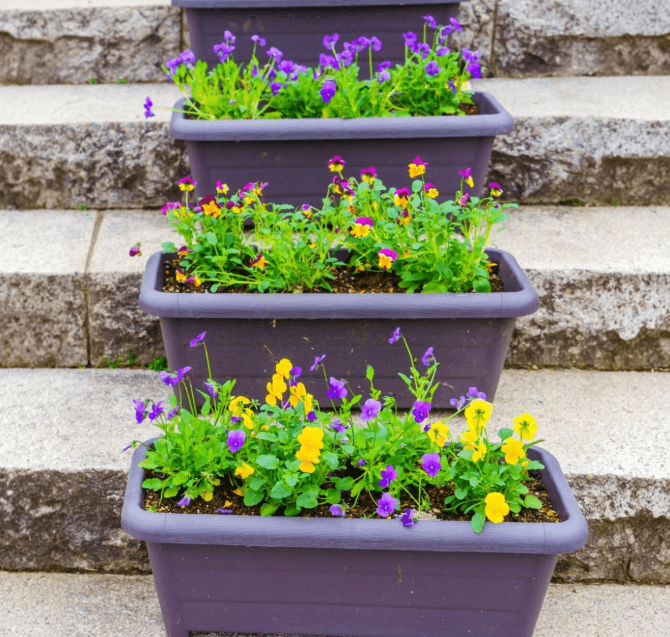 אדניות מפסלטיק עם צמחי אמנון ותמר שתולים בתוכם