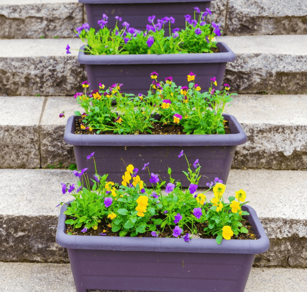 אדניות מפסלטיק עם צמחי אמנון ותמר שתולים בתוכם