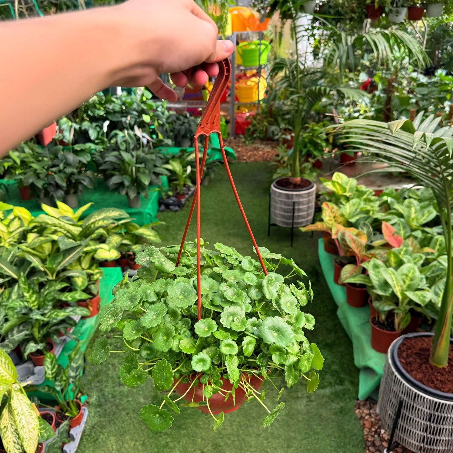 צמח ספלילה טבורית עם וו לתליה ברקע של משתלה