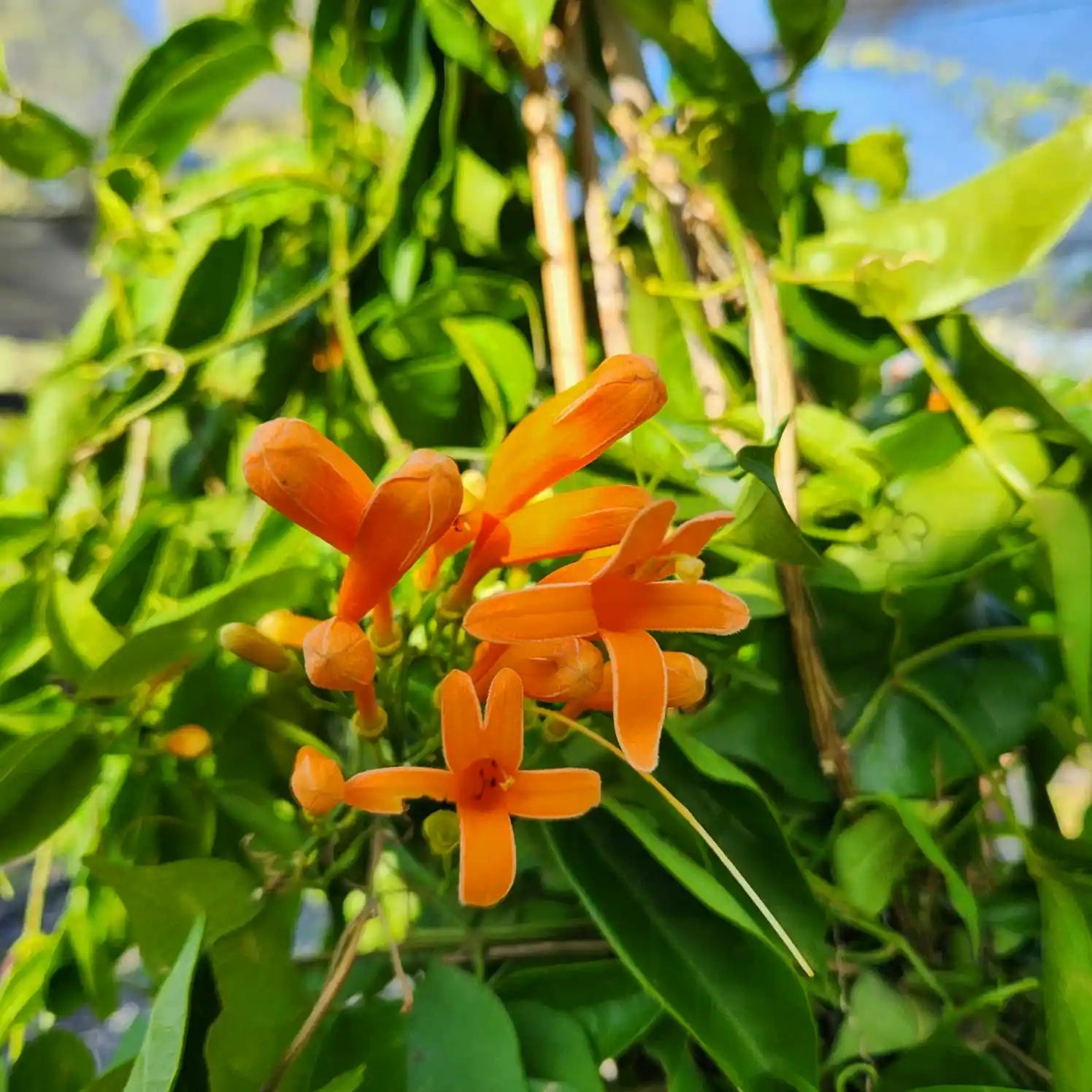 Orange flowers on a green plant with a blurred background