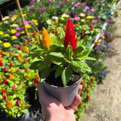 צלוזיה עציץ 12 ס"מ חד שנתי לקיץ