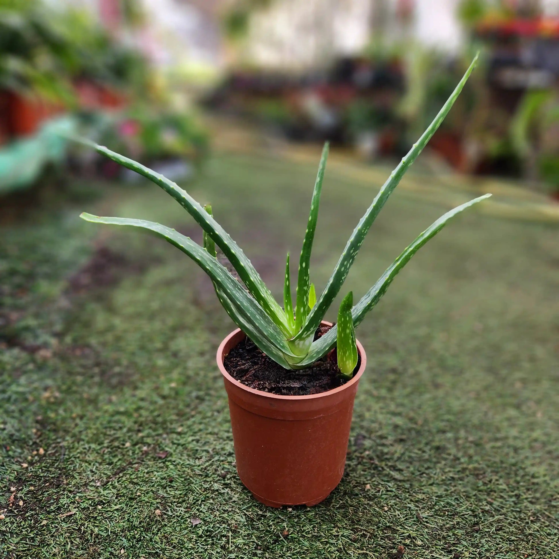 a potted aloe vera plant with a garden background