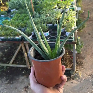 Hand holding a potted aloe vera plant with a garden background