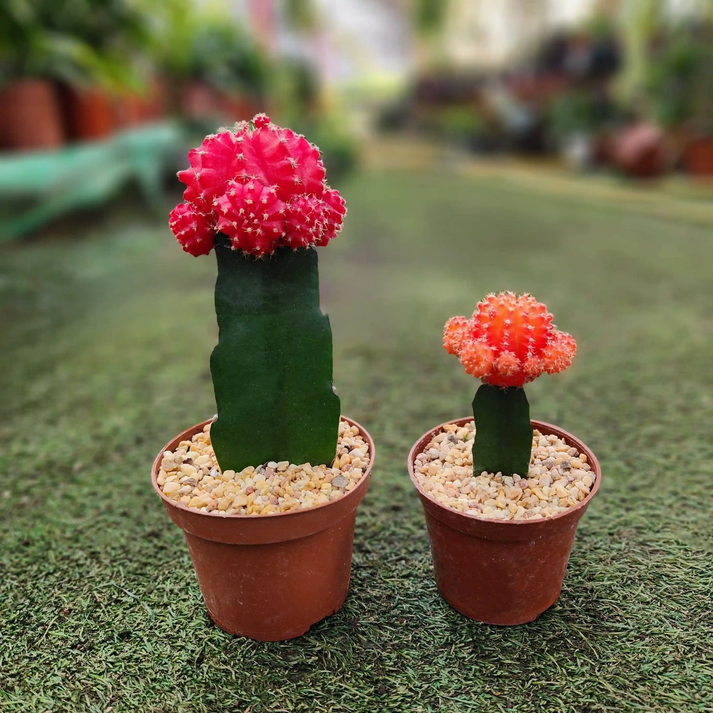 שני קקטוסים מורכבים אחד גדול אחד קטן אחד ליד השני ברקע מטושטש של משתלה