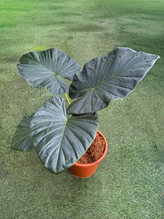 אלוקסיה ריגל שילד עם עלים ירוקים כהים ענקיים על דשא סינטטי