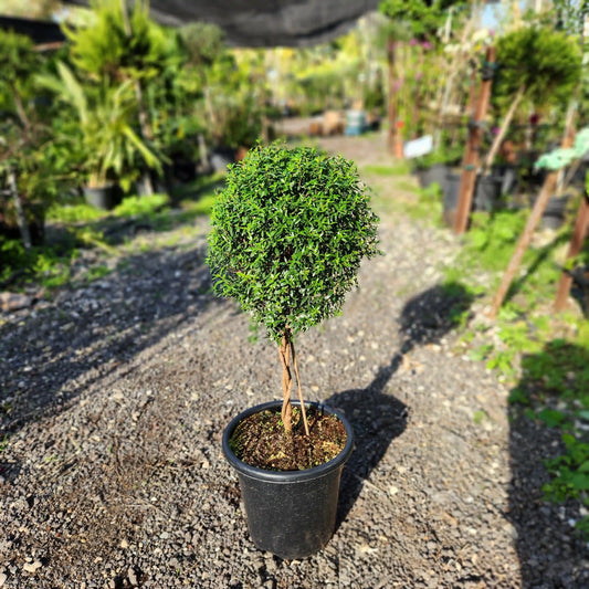 Small potted tree with a spherical green top in a garden setting