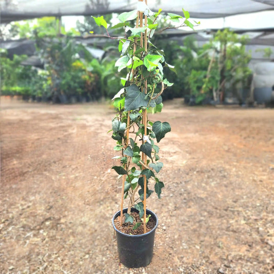 צמח קיסוס החורש עם עלים ירוקים גדולים ברקע מטושטש של משתלה