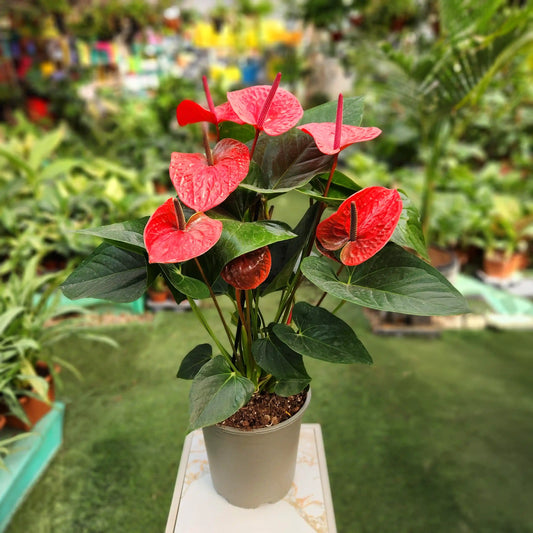 אנטוריום רב שנתי לבית