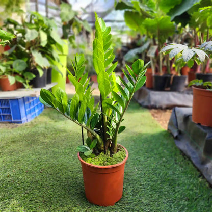Coconut Zamia - a houseplant that is very difficult to kill 