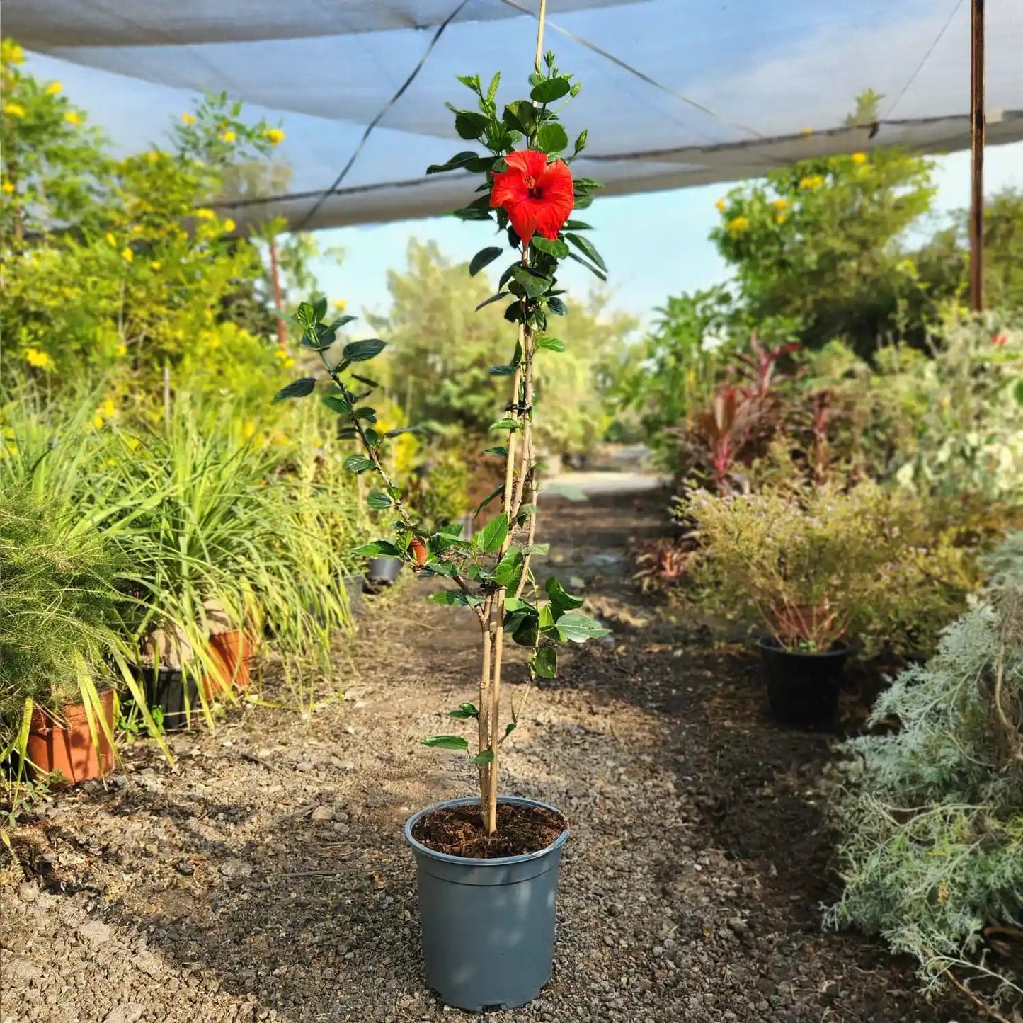 היביסקוס רב שנתי לגינה