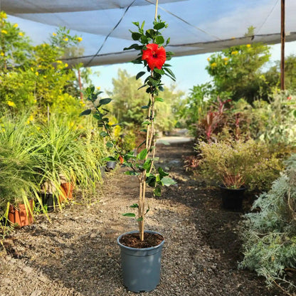 היביסקוס רב שנתי לגינה