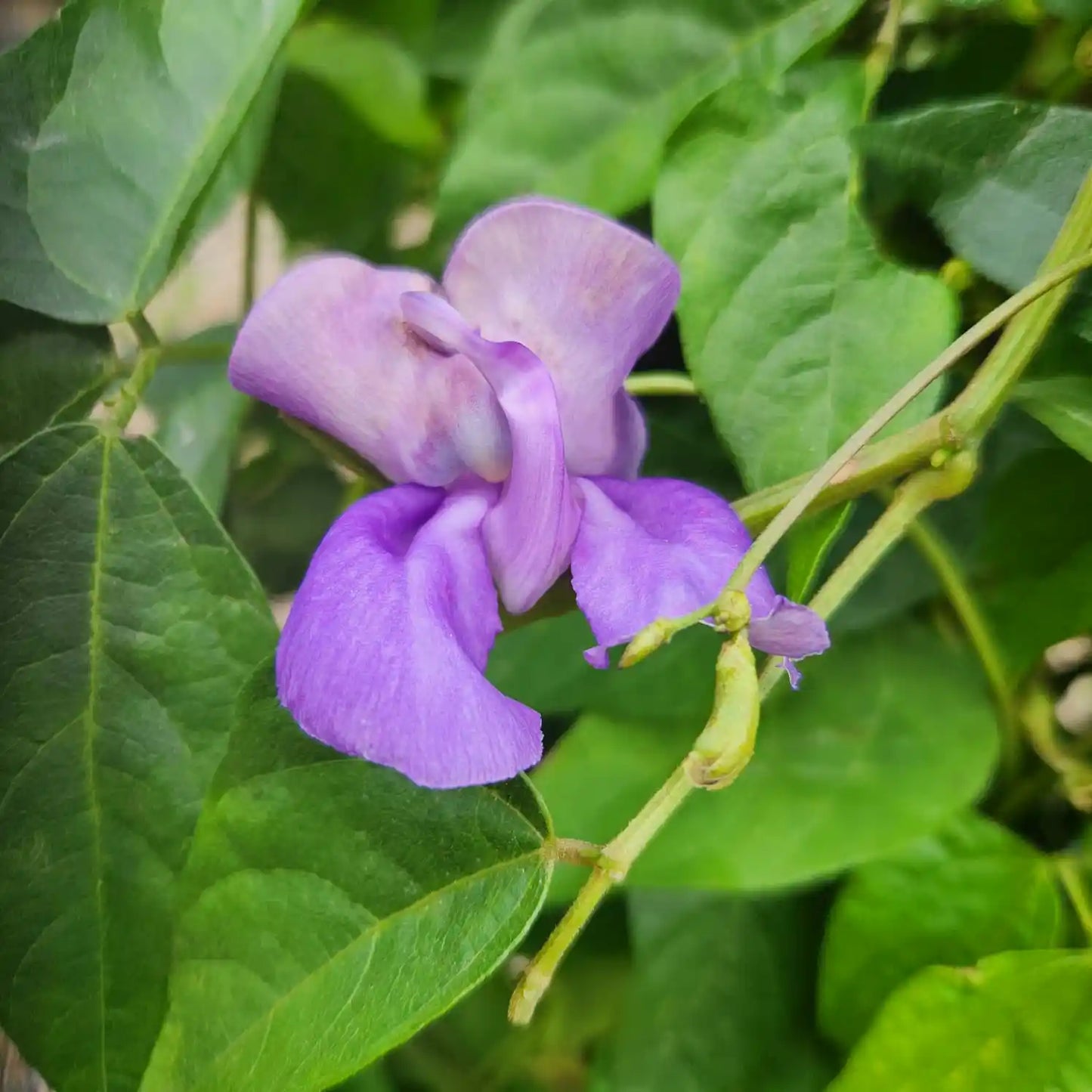 פרח סגול של הצמח שעועית החילזון עם רקע של עלים ירוקים