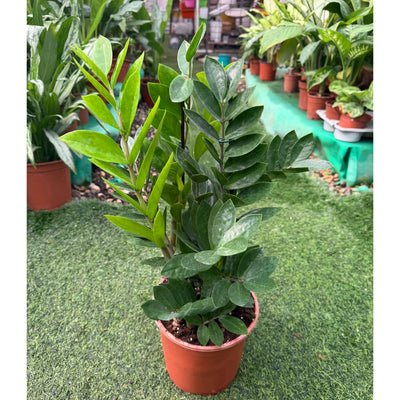 זמיה קוקוס - צמח בית שמאוד קשה להרוג