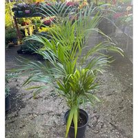 Potted palm plant in a garden setting with other plants and flowers in the background
