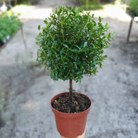 Potted spherical shrub on a blurred outdoor background