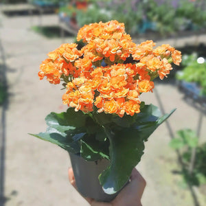 צמח ניצנית עם פריחה כתומה