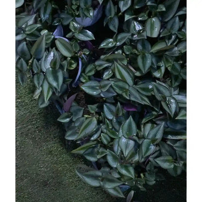 צמח יהודי נודד בעציצים מונחים על דשא