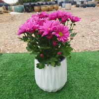 כד יהלום 12 סמ עם צמח חרצית