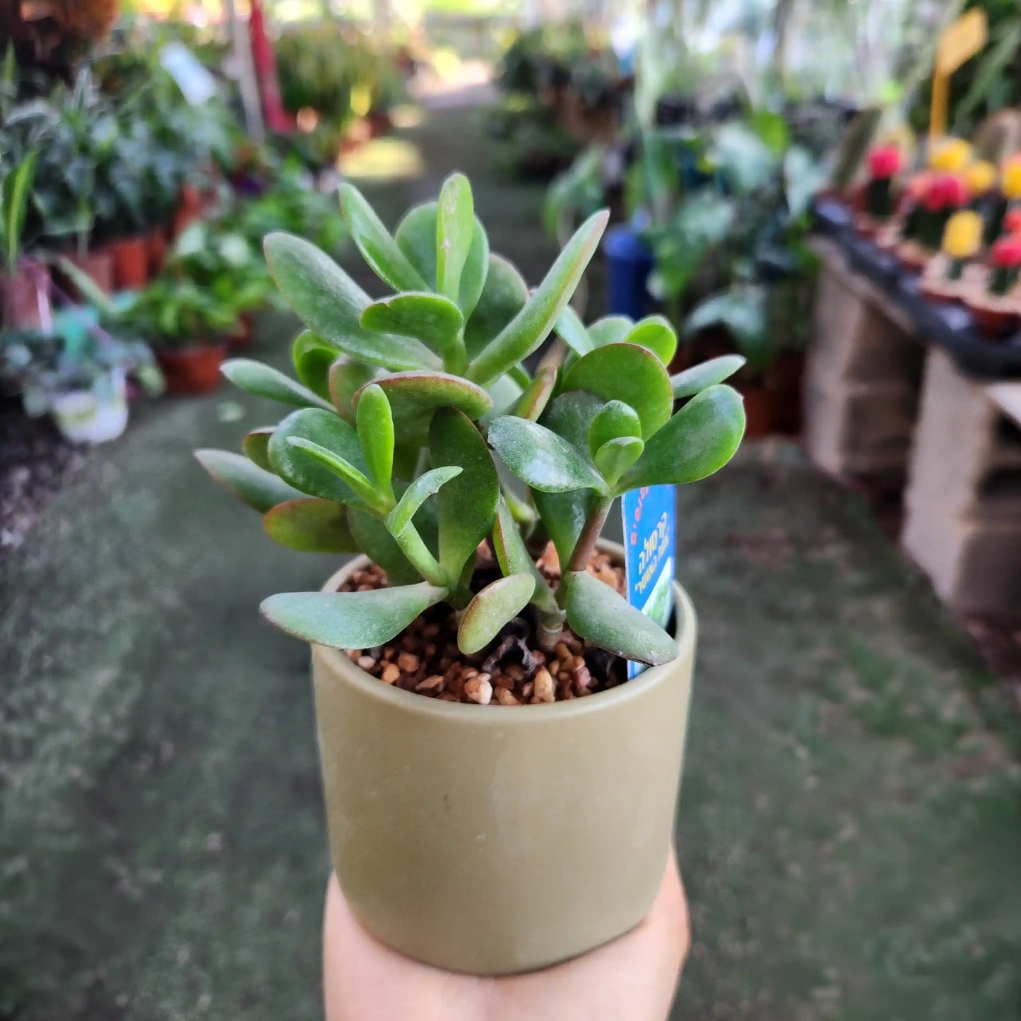 Tree of Happiness in a ceramic vessel, diameter 8 cm