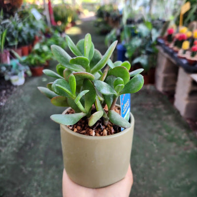 Дерево Счастья в керамическом сосуде, диаметр 8 см.