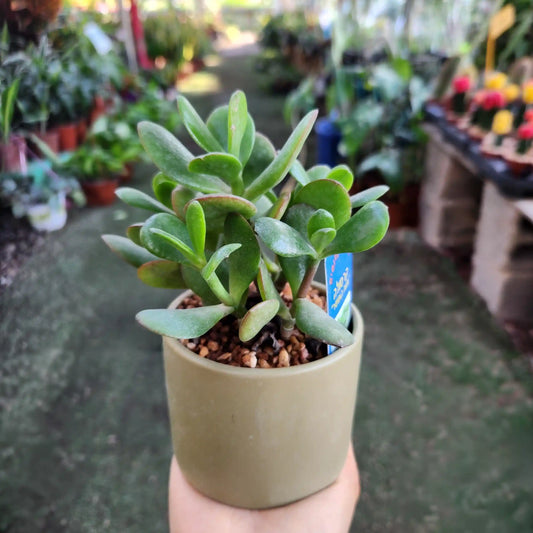 Tree of Happiness in a ceramic vessel, diameter 8 cm