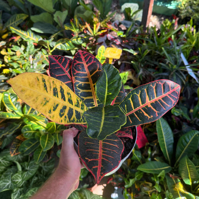 קרוטון פטרה קוטר עציץ 14 ס״מ (רב שנתי לבית ולגינה)