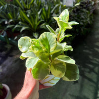 עציץ קטן של צמח פפרומיה מגניפולה זוהרת בשמש