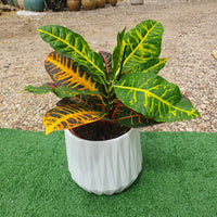 כד לבן בצורת יהלום עם צמח קרוטון