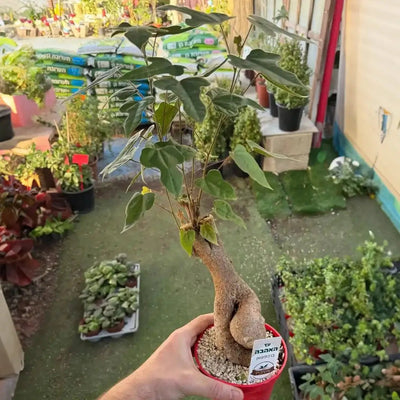 עץ האהבה עציץ 12 ס