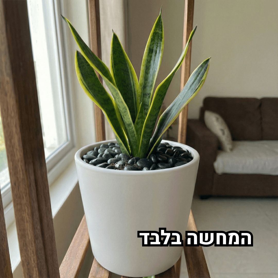 צמח שתול בכד עם כיסוי של חלוקי נחל שחורים קטנים