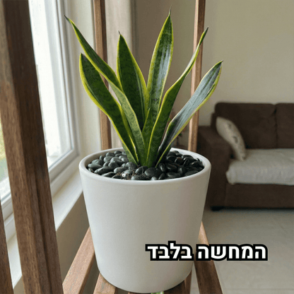 צמח שתול בכד עם כיסוי של חלוקי נחל שחורים קטנים