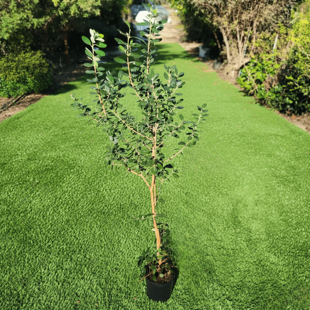 עץ פג'ויה על דשא סינטטי בכלי שחור