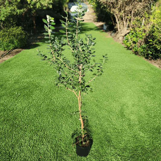 עץ פג'ויה על דשא סינטטי בכלי שחור