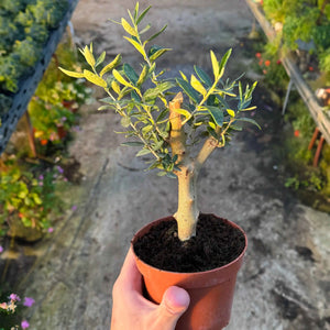 עציץ של צמח זית בכד חום