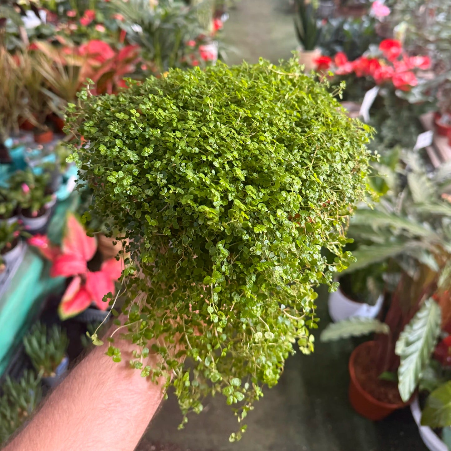 הלקסיניה זוחלת דמעות תינוק עציץ 20 ס"מ